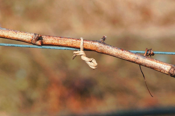 Cuerda Biodegradable Padrafix 500m