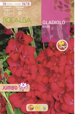 Bulbos Gladiolos Jumbo Rojo