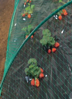 Malla Antipajaros Birdnet 4x6 mt