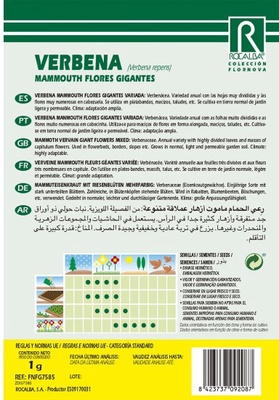 Semilla Verbena Mammouth, Flores Gigantes, Variada