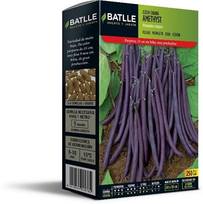 Semilla Judia Enana Violeta Amethyst Semilla Judia Enana Violeta Amethyst