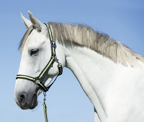 Cabezada Caballo Nylon Antracita/Lima Full 3