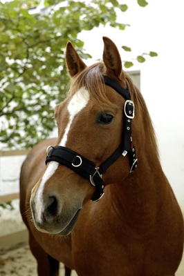 Cabezada Sintetico Talla Cob