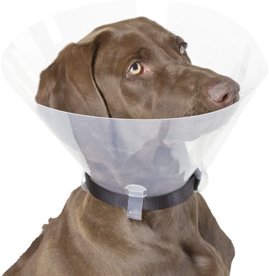 Collar Isabelino Quirurjico