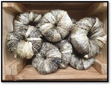 Donuts Piel Pescado 8cm Donuts Piel Pescado 8cm