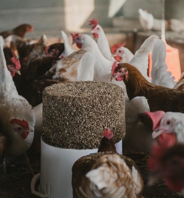 Bloque Mineral Gallinas GalliBlock Rep 4 kg