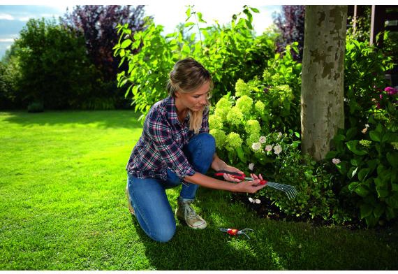 Mango Multi-Star - ZM015