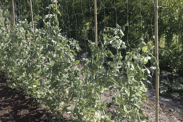 Malla Entutorar Biocompostable Trellinet 1,85 x 10 Metros