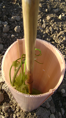 Tubo Protector Arboles Doble Capa 100cm pack 400 unidades