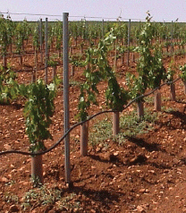 Tubo Protector Arboles Doble Capa 100cm pack 400 unidades