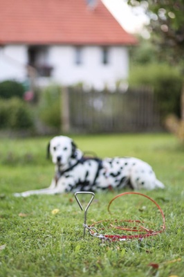 Estaca Jardin con Correa para Perros