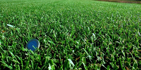 Semilla Cesped Formula Resistente 25 kg