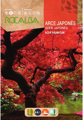 Semilla Arce Japones- Acer palmatum- Semilla Arce Japones- Acer palmatum-