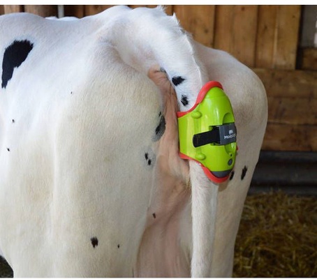 Detector para Partos Vacas Moocall