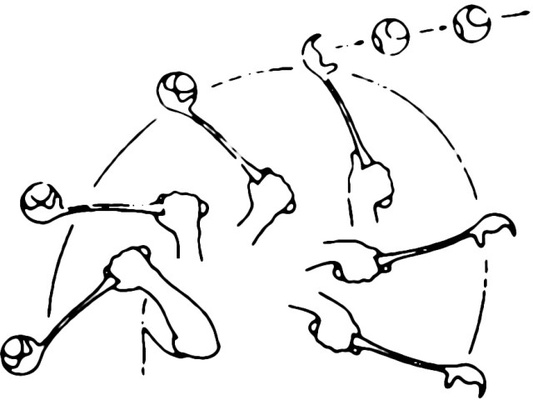 Lanzador de Pelotas para Perros 65 cm