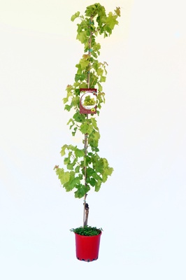 Parra Arbol Moscatel Parra Arbol Moscatel