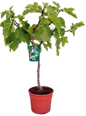 Higuera Maceta Dama Blanca