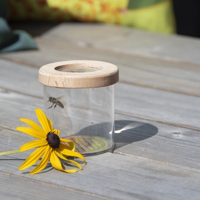 Caja de Estudio de Insectos Madera