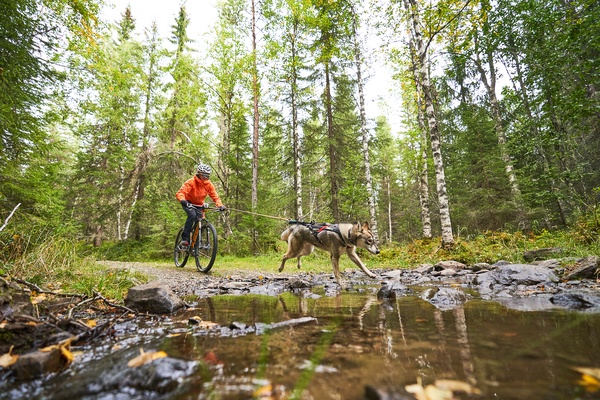 Antena Bicicleta Perros Bikejoring