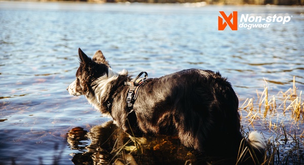 Arnes perros Non-Stop Rock harness