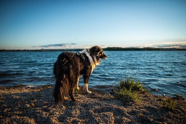 Arnes perros Non-Stop Rock harness