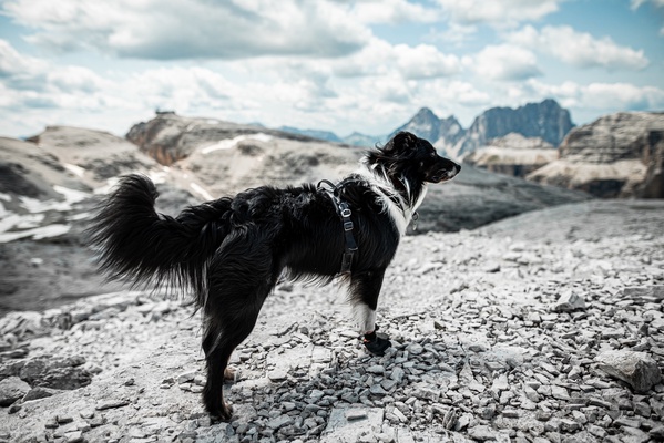 Botines perro Protector Bootie Unisex