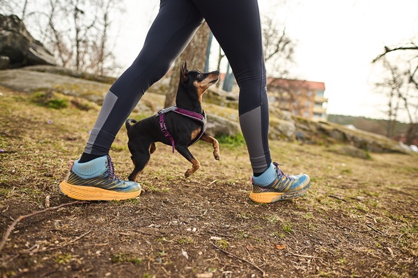 Arnes perro Line Non-stop harness 5.0 negro