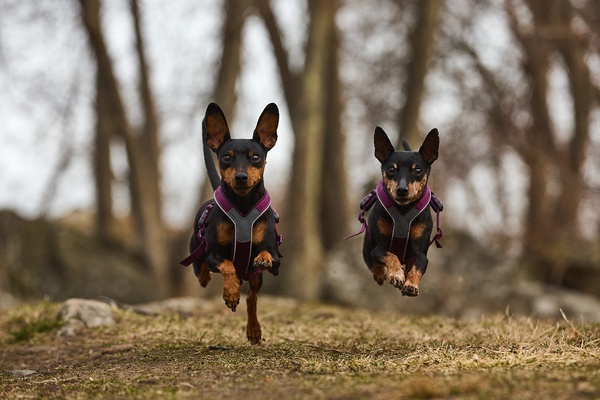 Arnes perro Line Non-stop harness 5.0 negro