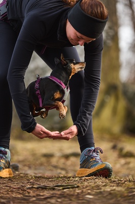 Arnes perros Non-stop Line harness 5.0 verde