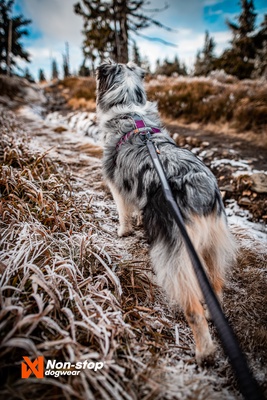 Arnes perro Line harness 5.0 naranja talla 7