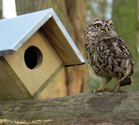 Caja Nido Peque�a Buho