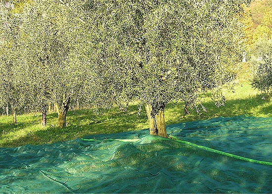 Manta para Recoleccion Aceitunas y Almendras 4x8 mt Manta para Recoleccion Aceitunas y Almendras 4x8 mt