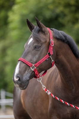 Cabezada Caballo Mustang Regulable Rojo/Negro Talla Cob