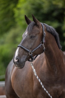 Cabezada Caballo Mustang Regulable Negro/Plata Talla Poni