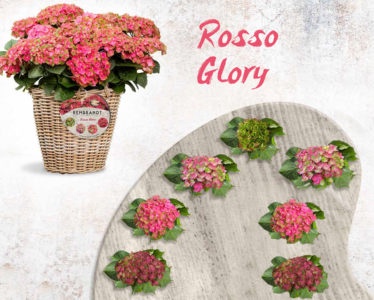 Planta Hortensia Rembrandt 5 Litros Planta Hortensia Rembrandt 5 Litros