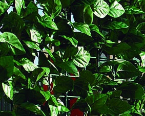 Seto Decorativo Artificial Hedra Ocultacion 1x3m