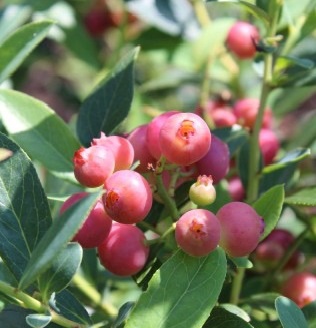 Planta Arandano Rosa Maceta 4 Litros