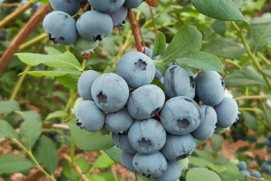 Planta Arandano Bluecrop Maceta 4 Litros