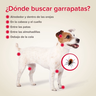 Beaphar Canishield Collar Antiparasitario Perro Grande - 65cm