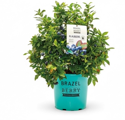 Planta Arandano Brazelberry Jelly Bean Maceta 3 Litros Planta Arandano Brazelberry Jelly Bean Maceta 3 Litros
