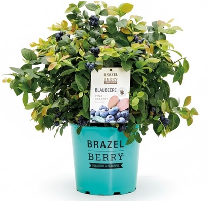 Planta Arandano Brazelberry Pink Breeze Maceta 3 Litros