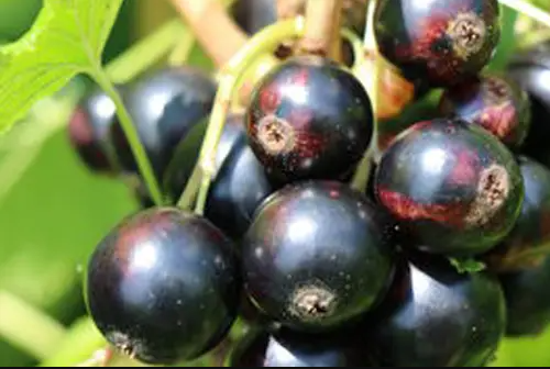 Planta Grosella Negra Dulce Maceta 1 Litro