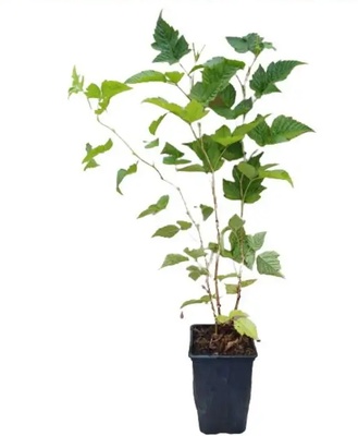 Planta Frambuesa Morada Maceta 1 Litro