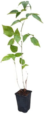 Planta Frambuesa Melocoton Maceta 1 Litro