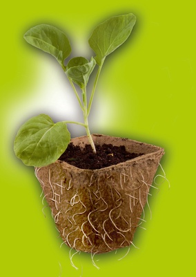 Macetas de Fibra de Turba Cuadradas Biodegradables 8x8x8